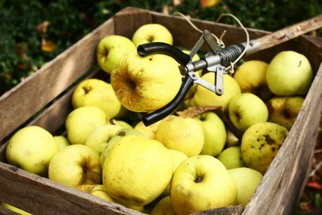 Плодосъемник для яблок